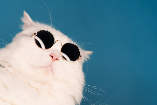 Close portrait of white furry cat in fashion sunglasses. Studio photo with copy space. Luxurious domestic kitty in glasses poses on blue background wall.
