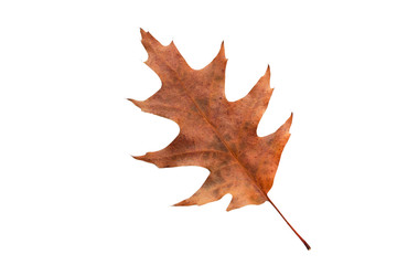 Fototapeta premium Oak leave on a white background. Autumn.