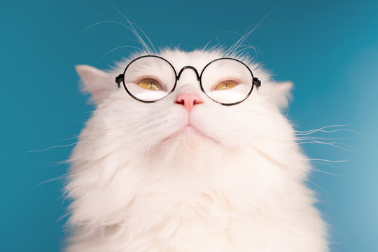 Cute domestic pet in round transparent glasses. Furry cat on blue background in studio. Animals, education, science concept.