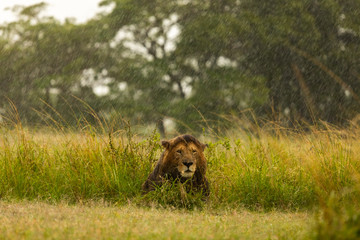 A big male lion is lying in the grass of the Masai Mara while it is raining