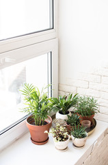 Green home houseplants on windowsill in real room interior, plants and succulents