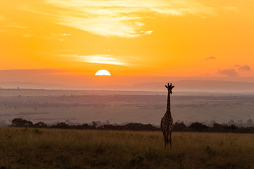 A giraffe standing in front of the sunset in the Masai Mara