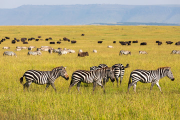 Fototapeta na wymiar Many zebras gathering in the open savannah of the Masai Mara