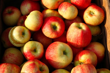 Frische rot-gelbe Äpfel auf einem Marktstand, Deutschland