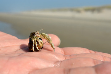 Small common 'Pagurus Bernhardus' Hermit Crab placed on palm of a hand with beach in blurry background