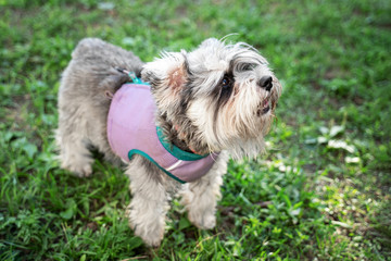 Portrait of a cute dog miniature Schnauzer, sits on the grass in the park.  puppy  training and obedience