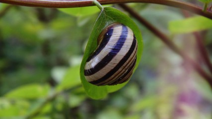 Snail