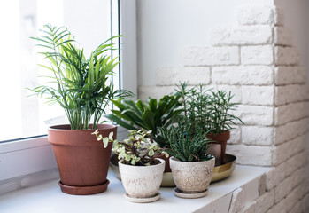 Green home houseplants on windowsill in real room interior, plants and succulents