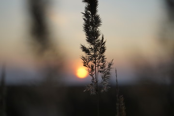 Spikelets of grass in the rays of the evening sun. Sunset on the field. Grass in the backlight of the sun.