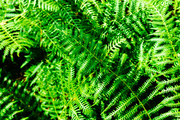 Green fern texture in jungle