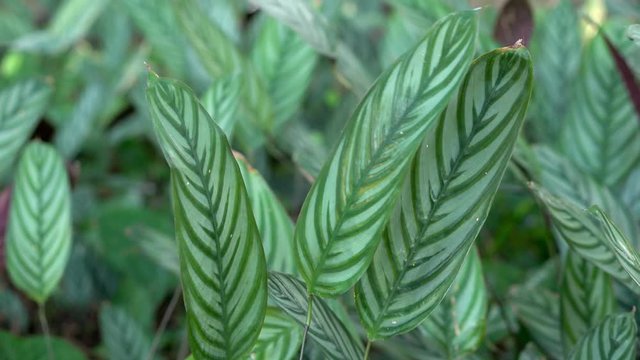 Calathea zebrina plant moving in wind