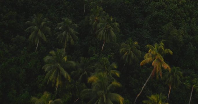 Aerial view of coconut palm trees