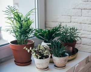 Green home houseplants on windowsill in real room interior, plants and succulents