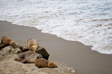 Fototapeta na wymiar Colony of Californian Sea Lions at La Jolla Cove Coast