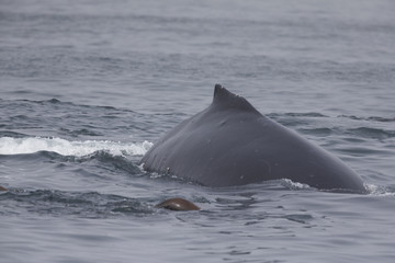 Fototapeta premium A whale diving down while seeing the tail above water at Monterey Bay California.