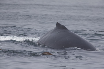 A whale diving down while seeing the tail above water at Monterey Bay California.