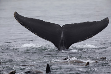 Fototapeta premium A whale diving down while seeing the tail above water at Monterey Bay California.