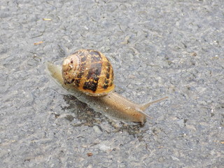 snail on a road