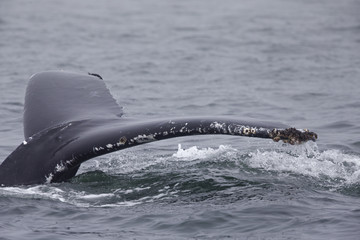 A whale diving down while seeing the tail fin above water at Monterey Bay California.
