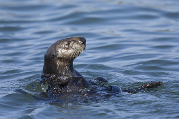 Naklejka premium A sea otter (Enhydra lutris) foraging at Monterey bay California.