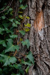 tree trunks in nature