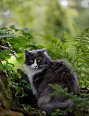 Naklejka na ściany i meble Norwegian forest cat sitting outdoors in garden on a summerday