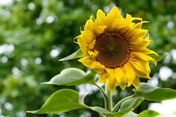 Single flower of a sunflower on a background of foliage