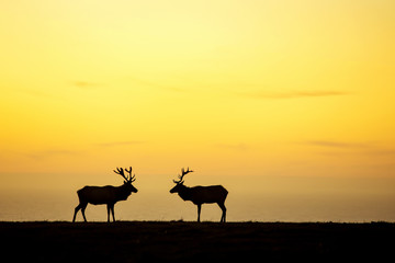 Plakat silhouette of deer on beautiful sky background