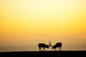 silhouette of deer on beautiful sky background