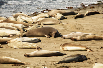 Fototapeta premium fur seal on the ocean