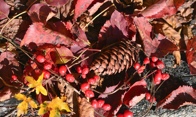 The beautiful autumn colors in the woods