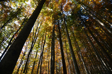 Fototapeta na wymiar the colors of autumn in the woods,