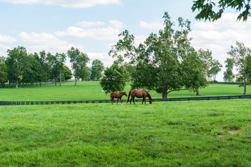 Thoroughbred horses on a horse farm