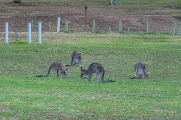 Mob of Australian kangaroos grazing in the wild