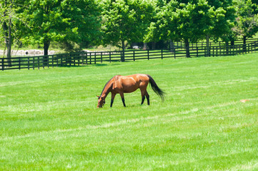 Naklejka premium Thoroughbred horse grazing in the field