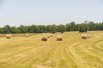 Hay bales in the pasture