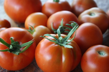 Nahaufnahme von frisch geernteten reifen Tomaten aus dem Garten