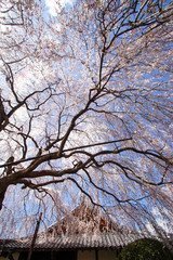 本満寺の枝垂れ桜