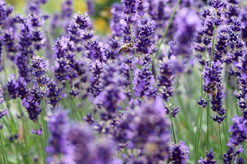 Biene & Lavendel