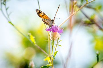 butterfly on a flower on a sunny summer day