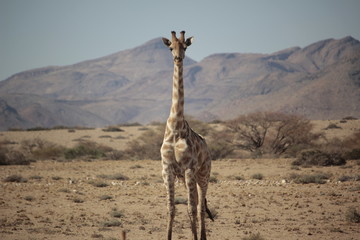 solo giraffe in desert