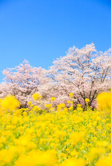 Obraz na płótnie Canvas Cherry blossoms in full bloom and rape blossoms