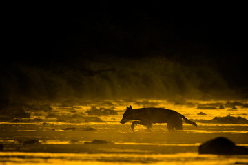 Grey wolf (Canis lupus) in the river. Bieszczady Mountains. Poland © Szymon Bartosz
