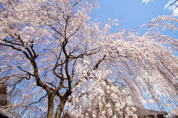 本満寺の枝垂れ桜