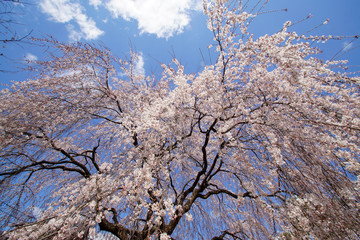 本満寺の枝垂れ桜