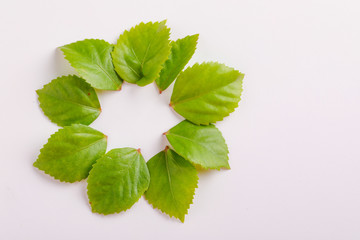 Happy Dussehra greeting card Green Leaf and Flower