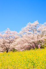 Cherry blossoms in full bloom and rape blossoms