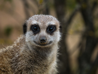 Suricate