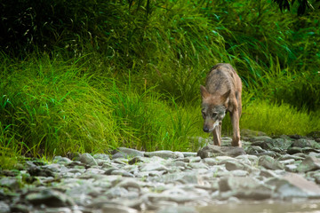 Grey wolf (Canis lupus) in the river. Bieszczady Mountains. Poland
