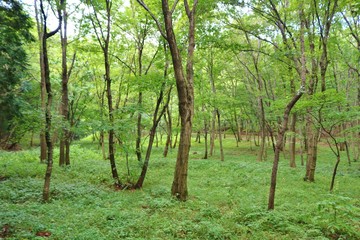 風景　夏　森　緑　木漏れ日　杤木